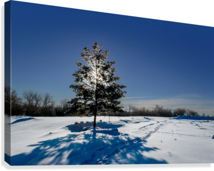 Frosty, Snowy Night With A Purple Sky, Christmas Tree - Snow (429x342), Png Download