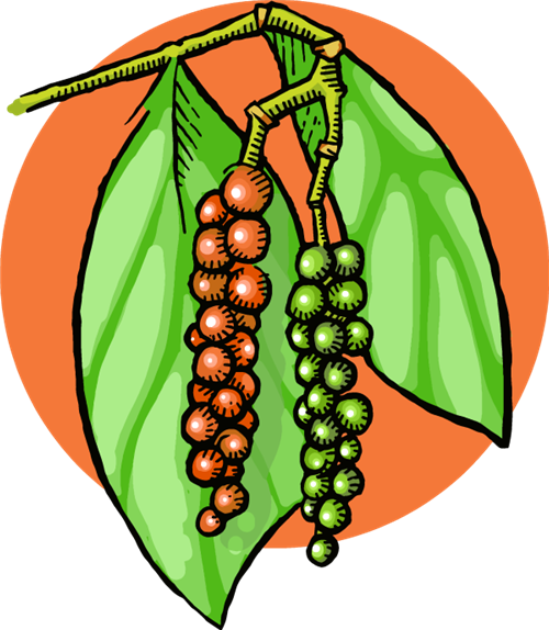 Black Pepper Ripening On The Vine - Black Pepper (500x574), Png Download