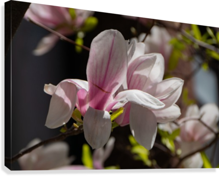Single Flower Canvas Print - Chinese Magnolia (429x344), Png Download