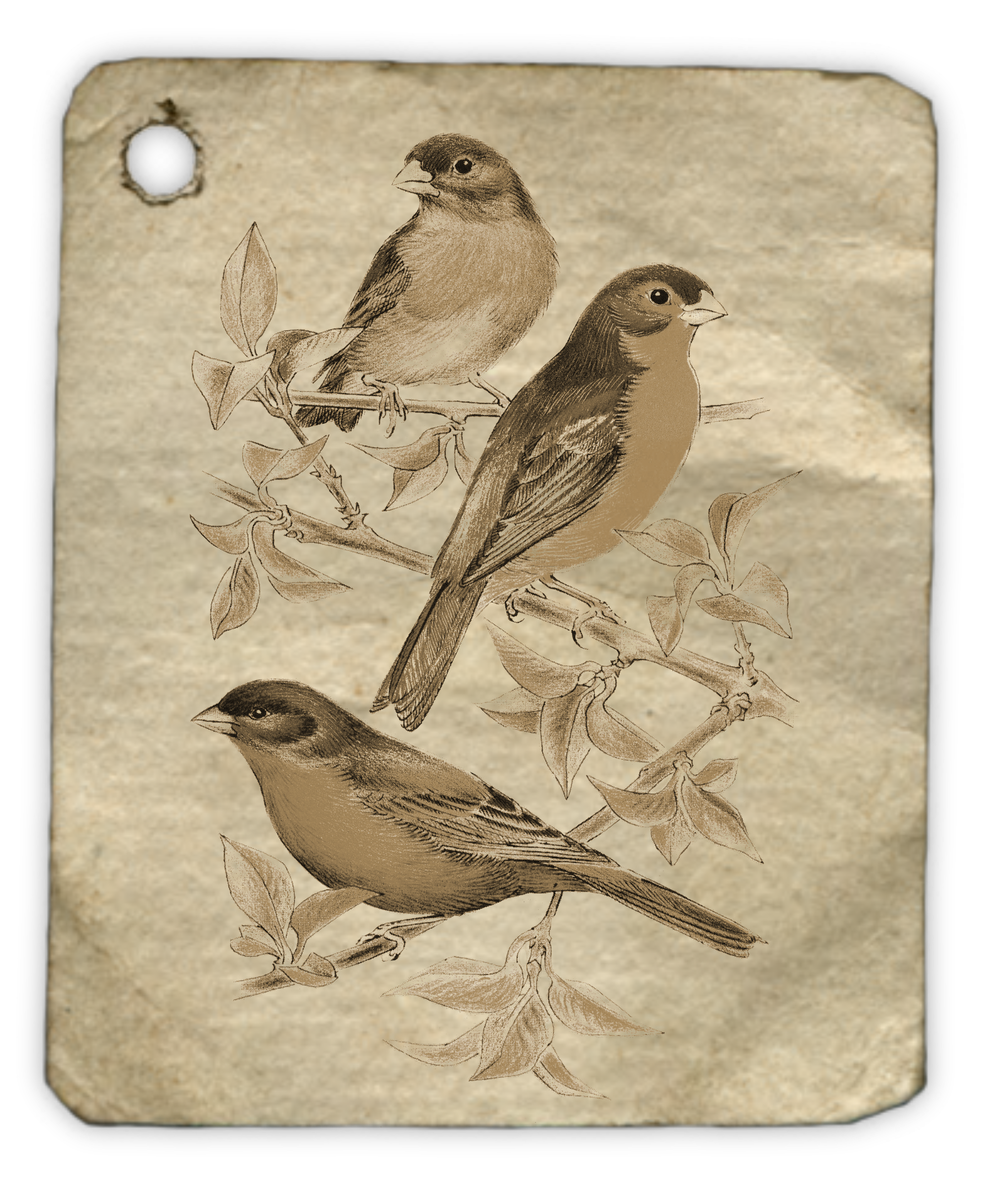 Birds Animal Fly Tag Label 1485642 - Bird (2157x2512), Png Download