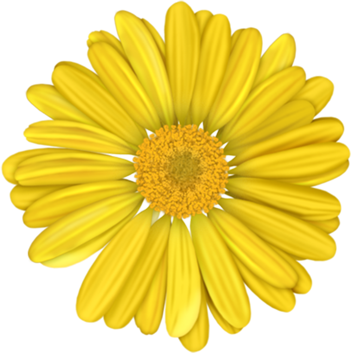 盛开的黄色菊花 - Blue Gerber Daisy Transparent Background (1000x1000), Png Download