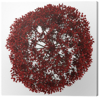 Top View Of Persian Ironwood Tree Isolated On White - Red Tree Top View (400x400), Png Download