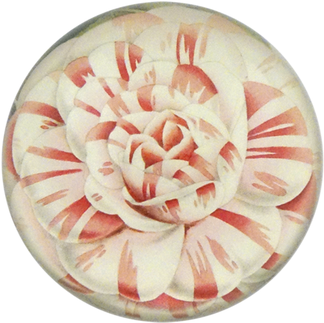Camellia Japonica Countess Of Derby - Thewatsonshop Flower Cotton Throw Pillow, Green (500x500), Png Download