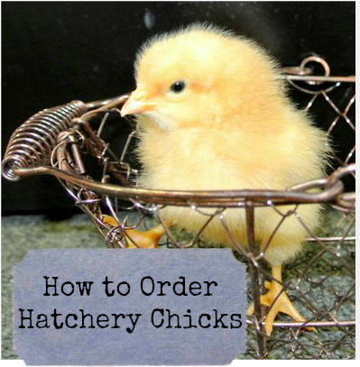 Duck (489x557), Png Download