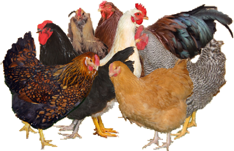 Chicken (526x320), Png Download