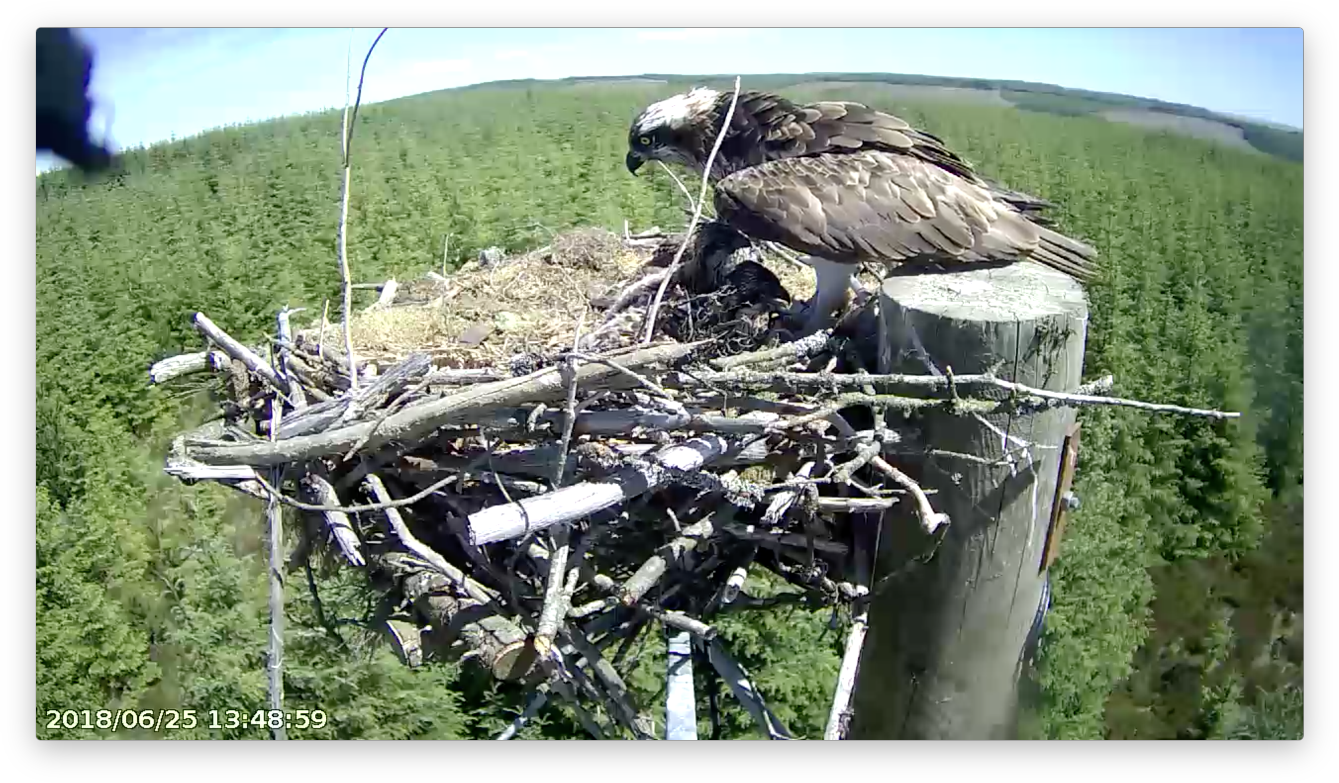 Mrs Ya's Shadow Covers The Chicks' Heads Forestry Commission - Buzzard (2728x1608), Png Download