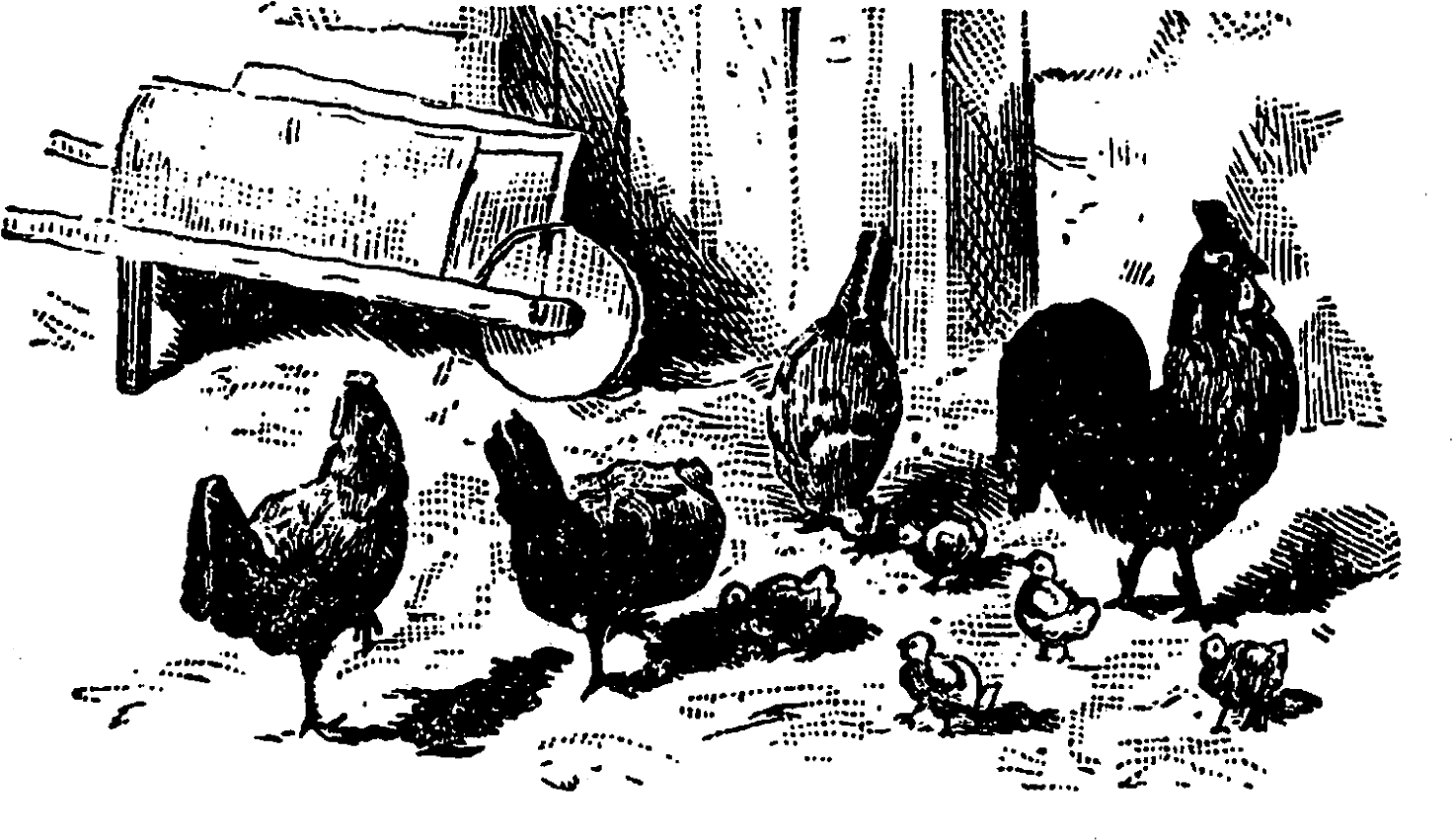 Digital Farm Animal Downloads - Pecking (1600x1010), Png Download