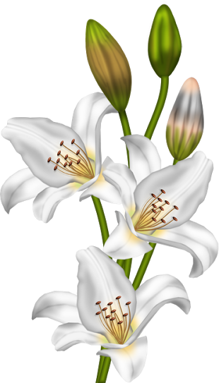 Small Flowers And Large As For Separators Found On - Lilium Png Vintage (310x543), Png Download