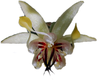 The Flowers Are Small But Exquisetly Complex And Delicate - Cocoa Tree Flower Png (400x336), Png Download