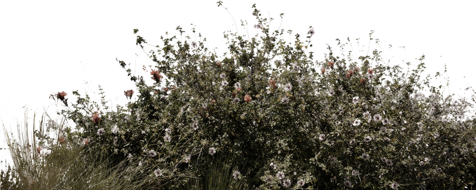 Stock Rules - Brush Grass Png (1600x1060), Png Download