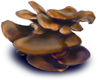 Oyster Mushroom - Figurine (500x386), Png Download