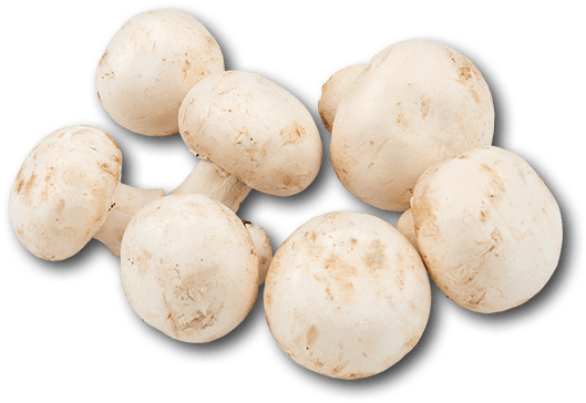 Holland White Mushroom - Common Mushroom (600x600), Png Download