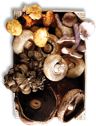 Mushrooms - Mushrooming On Long Island: Selected Memoirs (311x407), Png Download