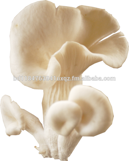 Bangladesh Mushroom Oyster, Bangladesh Mushroom Oyster - Oyster Mushroom (500x623), Png Download