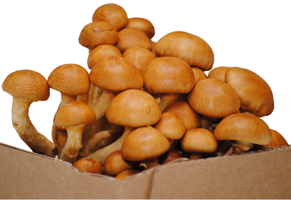 Nameko Mushroom - Wood (600x413), Png Download