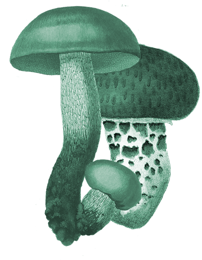 Menu - 3chicks Farms Edible Mushroom Garden 6 X 6 X 10" (560x720), Png Download