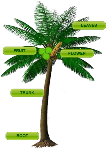 Coconut Tree With Parts (400x493), Png Download