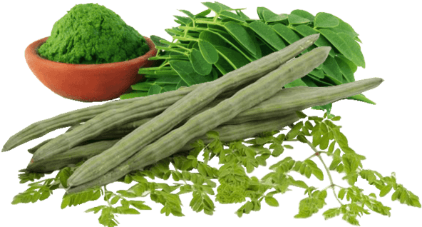 Also Known As The 'tree Of Life' Has Been A Great Food - Moringa Oleifera (640x337), Png Download