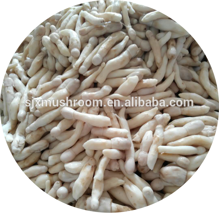 2018 New Crop Drumstick Mushroom In Brine Coprinus - Daikon (698x677), Png Download