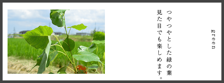 Of The Tree Said To That Buddha Attained Realization (771x288), Png Download