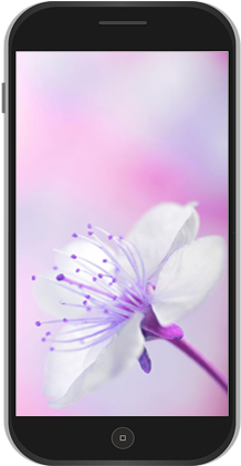 Flowers Wallpaper - Wallpaper (320x480), Png Download