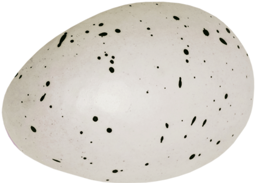 Free Png Eggs Png Images Transparent - Discorbitina Pustulata (850x609), Png Download