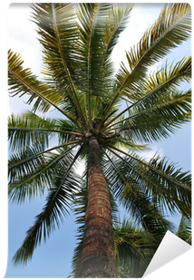 Attalea Speciosa (400x400), Png Download