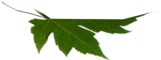I Used A Normal Leaf Photo And Took Out The Background - Maple Leaf (640x480), Png Download