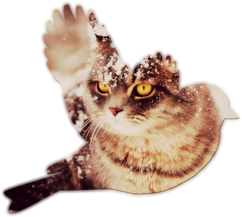 Cat Wallpaper Download Pictures - Generique Coque Iphone 5 - Chat Neige - Animaux Coque (600x480), Png Download