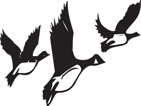 Geese, Flying, Birds, Flight, Black - Birds Migrating Black And White (450x340), Png Download