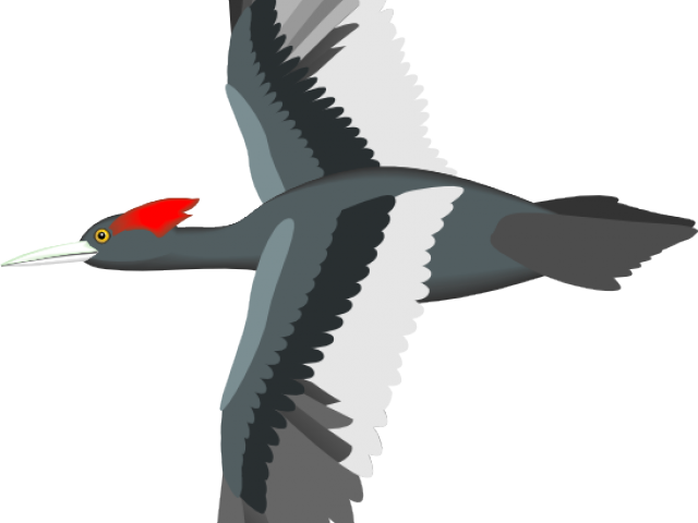 Flying Bird Clipart Bird Png - Flying Bird Png Animated (640x480), Png Download