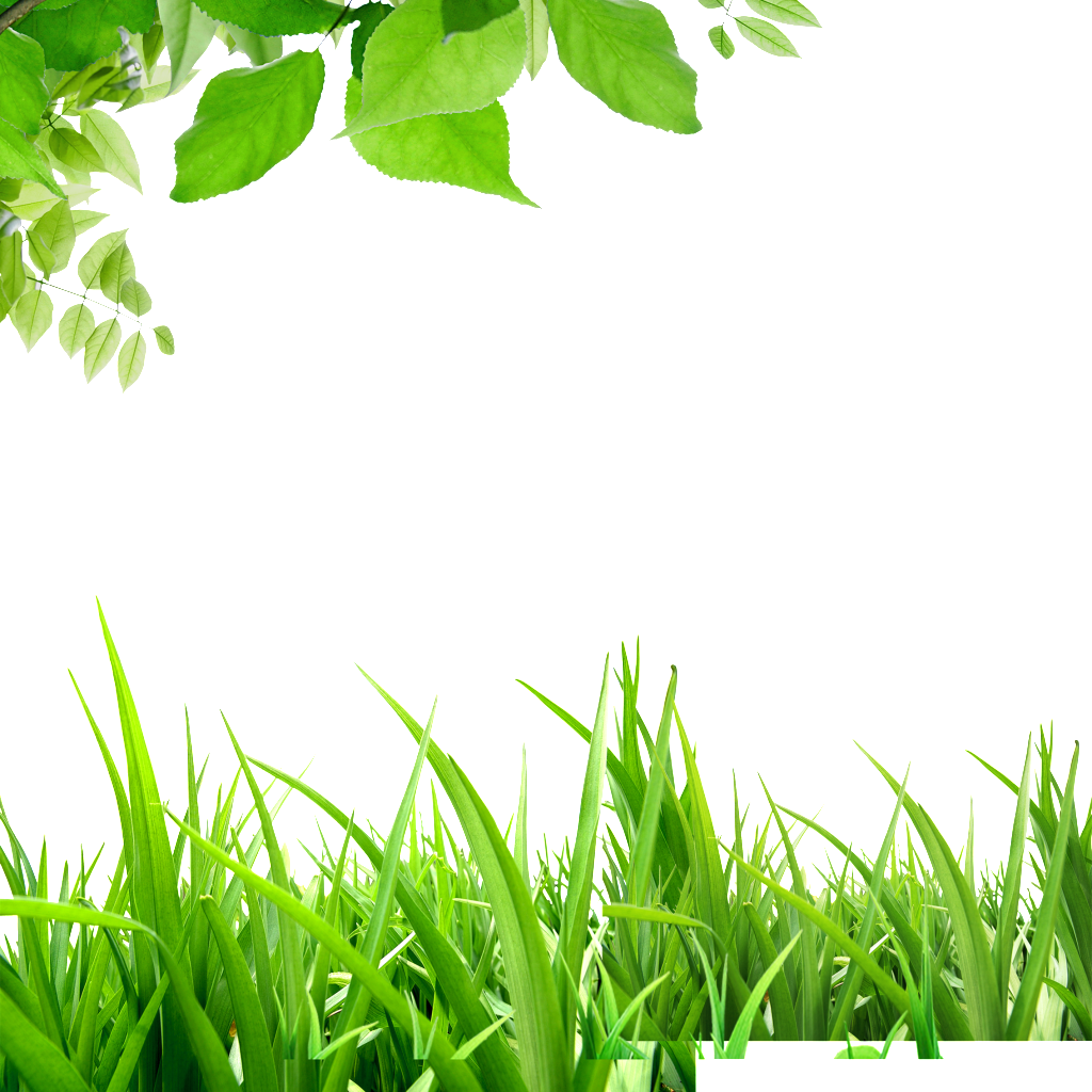 Download Leaves Grass Green Hd Beautiful Background Background Cây Cỏ