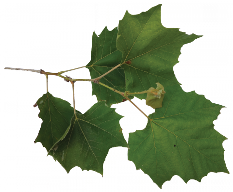 Sycamore Tree Leaves On Branch (480x396), Png Download