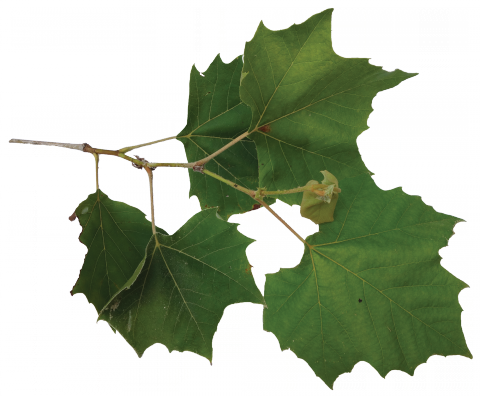Download Sycamore Tree Leaves On Branch Png Image With No Background Pngkey Com