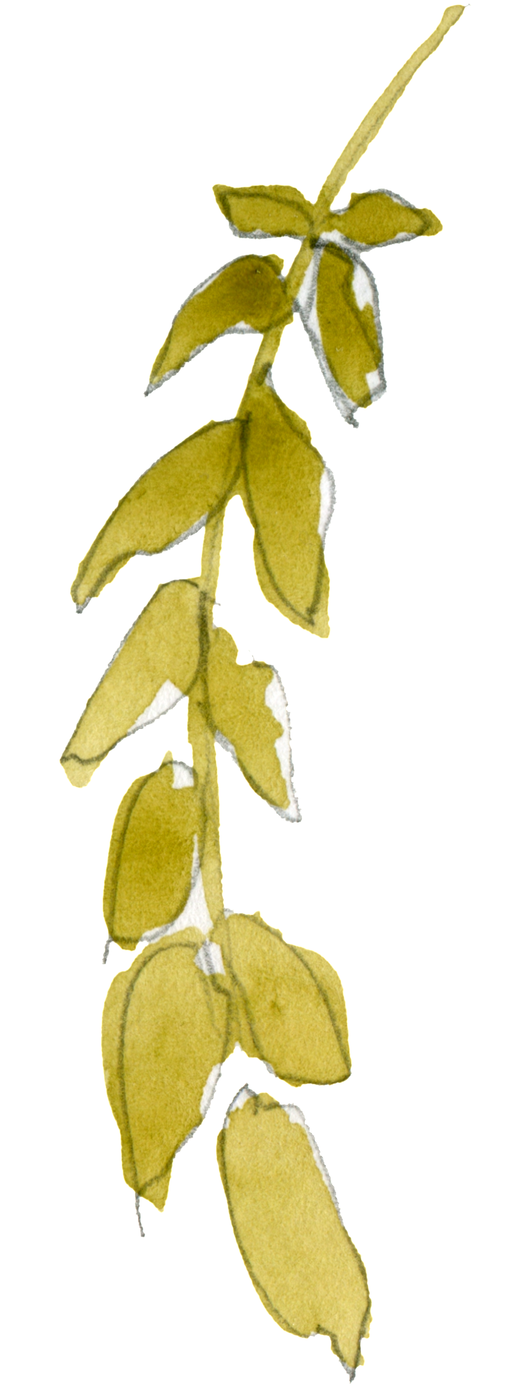 Green Branches And Leaves Transparent Decorative - Portable Network Graphics (1024x3045), Png Download