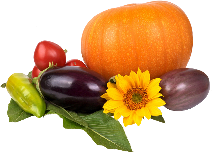 Autumn Harvest Of Vegetables - Vegan Diet For Beginners: Adopting A Vegan Diet For (827x678), Png Download