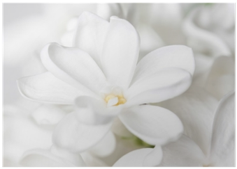 Floral Wallpaper, White Lilac Flower Background Poster - Frangipani (400x400), Png Download