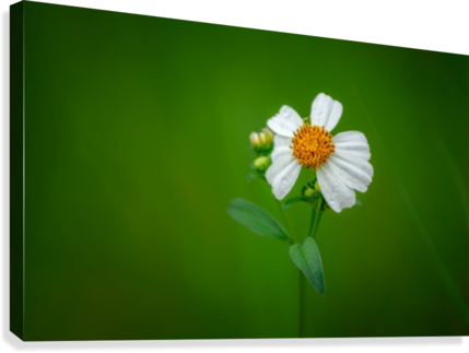 White Flower On Green Background Canvas Print - Canvas Print (429x323), Png Download