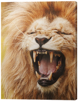 Lion (400x400), Png Download