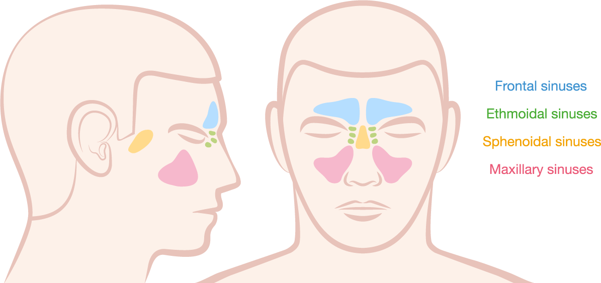 Spaces That Contain Air, And Produce Mucous To Cleanse - Sinus (1195x563), Png Download