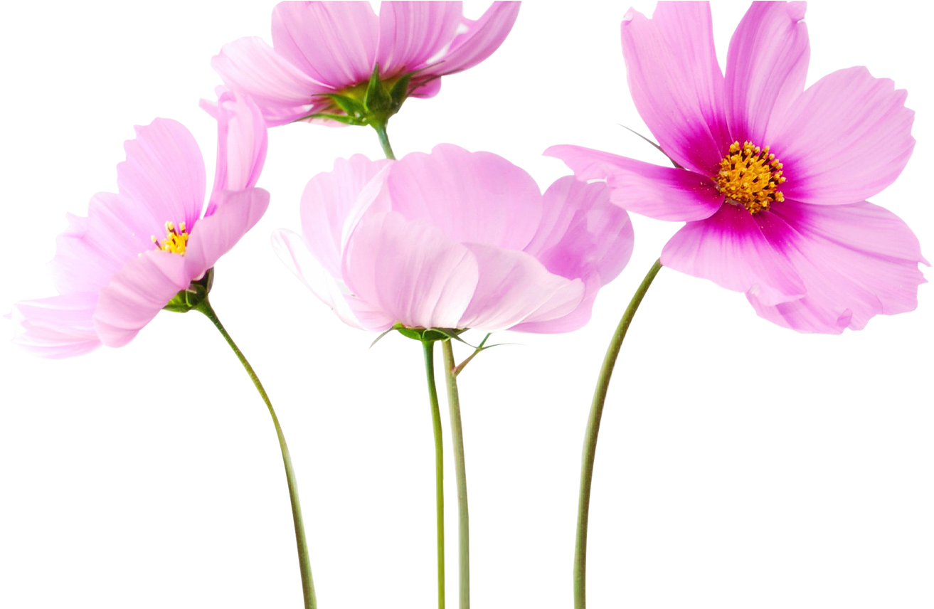 Bouquet Flowers Png 20 Stickers Png - Active Plus Youth Cream (1368x855), Png Download