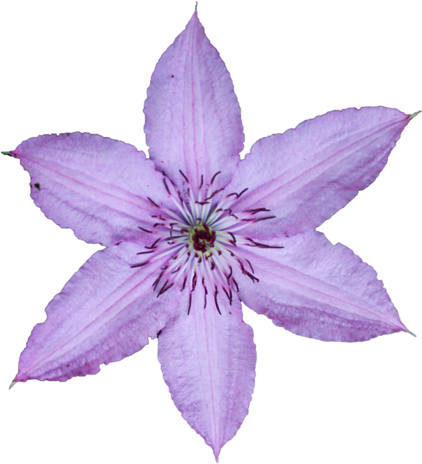 Lily Family (1024x683), Png Download