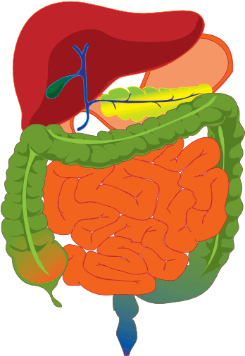 Complete Gi Tract - Colour Of Digestive System (371x524), Png Download
