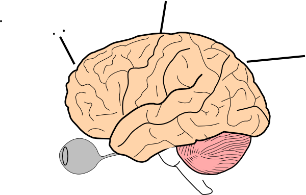 Printable Coloring Page Of The Brain (600x382), Png Download