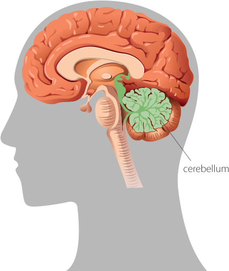 A Graphic Representation Of The Human Brain In Profile - Brain Sense Of Balance (460x539), Png Download