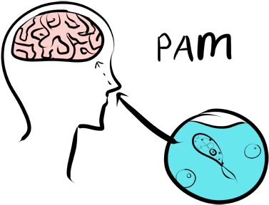 *how The Naegleria Fowleri Enters The Human Brain - Primary Amoebic Meningoencephalitis Pathogenesis (500x316), Png Download