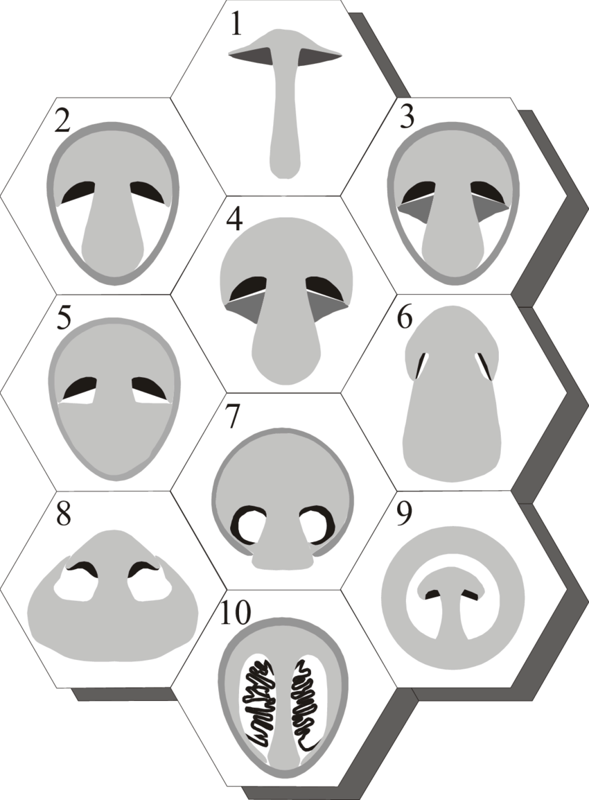A Montage Of Diagrammatic Sections Illustrating The - Tissue (850x1154), Png Download