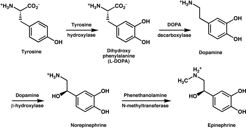 Download L Tyrosine And Adderall Dopamine And Tyrosine PNG Image with