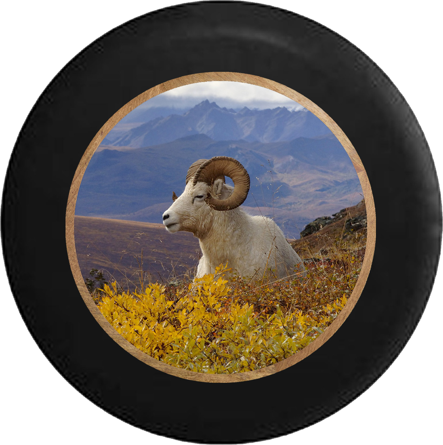Ram Horns In The Mountain Countryside Jeep Camper Spare - Poster: Kazlowski's Dall Ram Resting On A Hillside, (1427x1431), Png Download