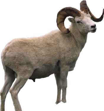 Ram Sheep Mountain Horns Overlay - Burro Png (423x453), Png Download